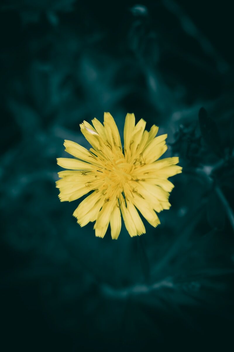 a yellow flower with a black background