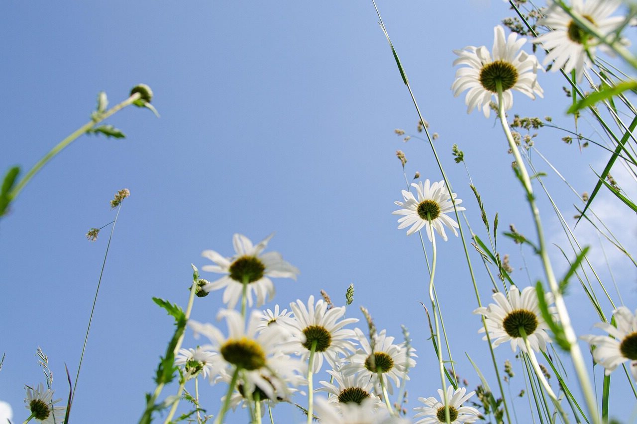 daisies, meadow, flower meadow, heaven, blue, ease, backlighting, dream, summer day, beautiful flowers, flower, blossoms, sun, summer, hd wallpaper, flower background, summer meadow, white, nature, leucanthemum, flower wallpaper